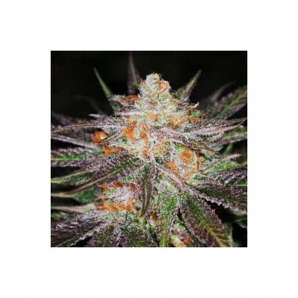 Space Dawg